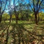 a painting of trees and grass in a park