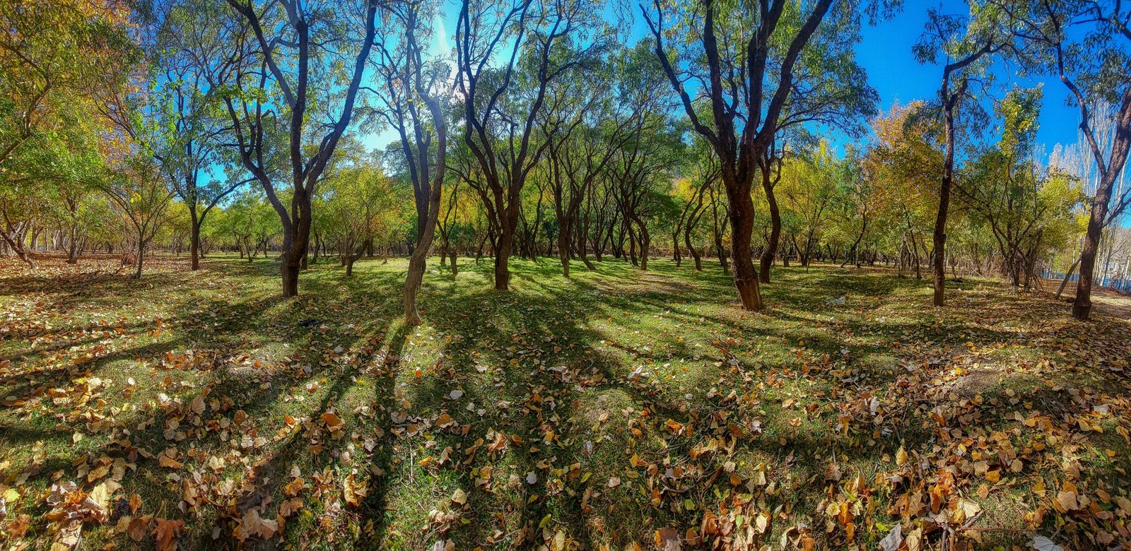 a painting of trees and grass in a park